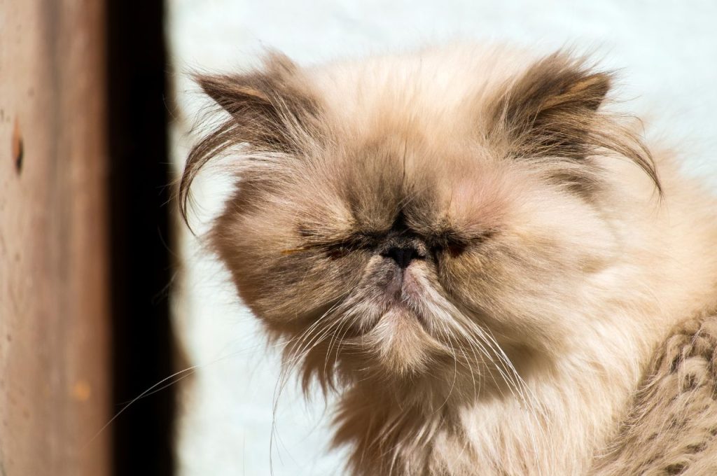 Conjunctivitis caused by cat allergens