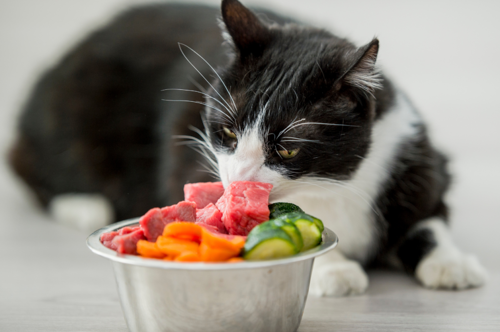 Organic raw cat food options