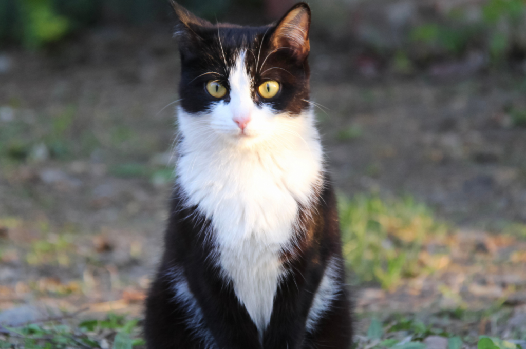 Choosing the right cat food for overweight cats
