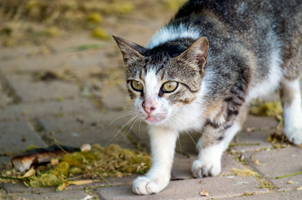 Trendy cat names