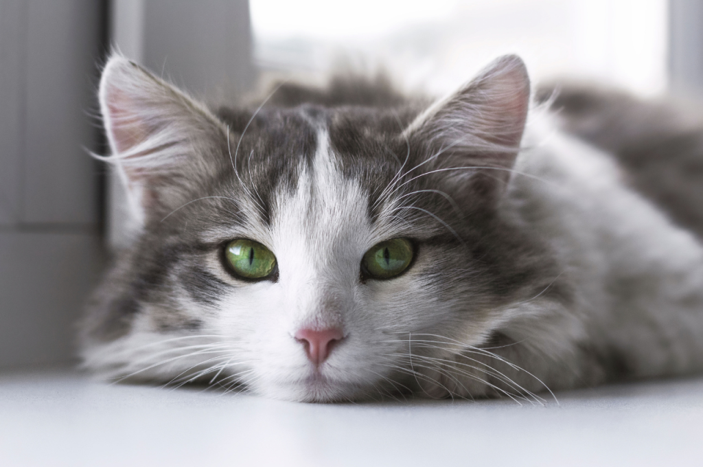 Original cat naming ideas