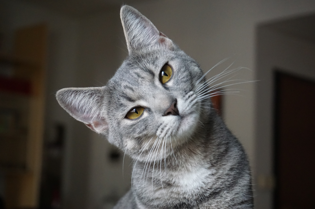 Trendy cat names