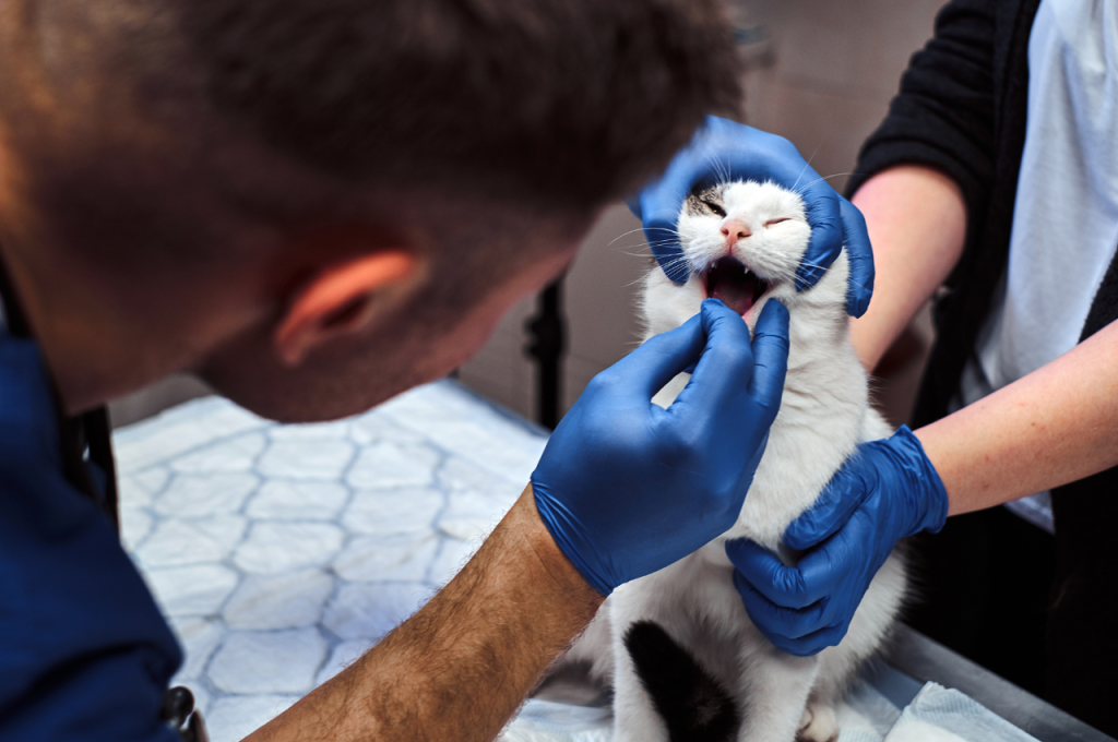 Complete feline care tips