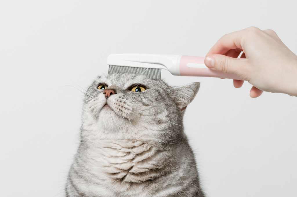 Easy cat upkeep tips