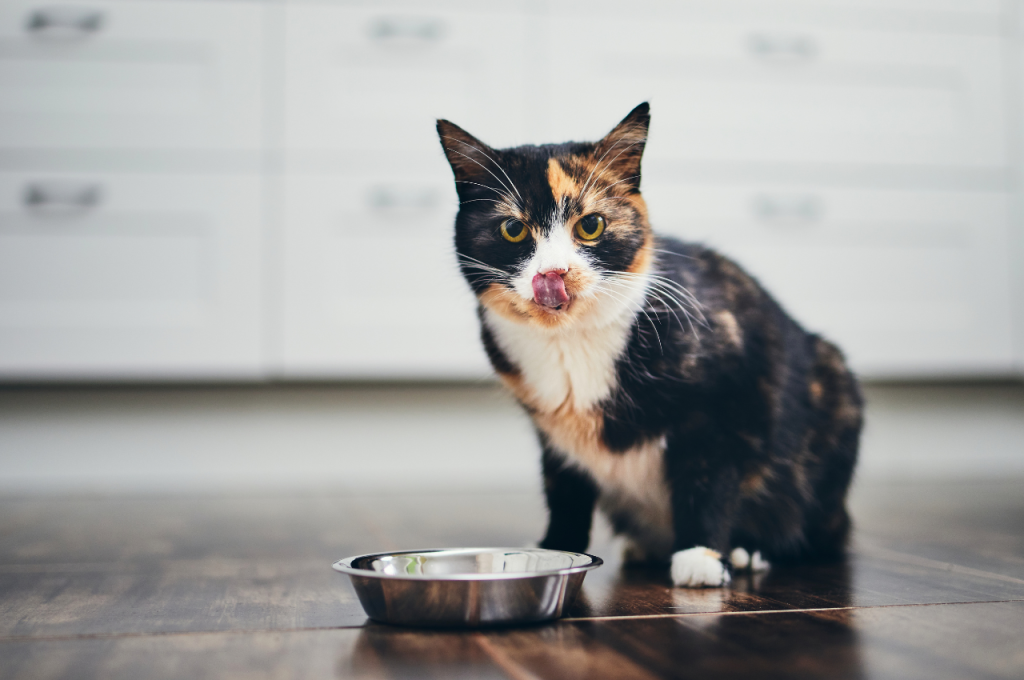 Indoor cat management strategies