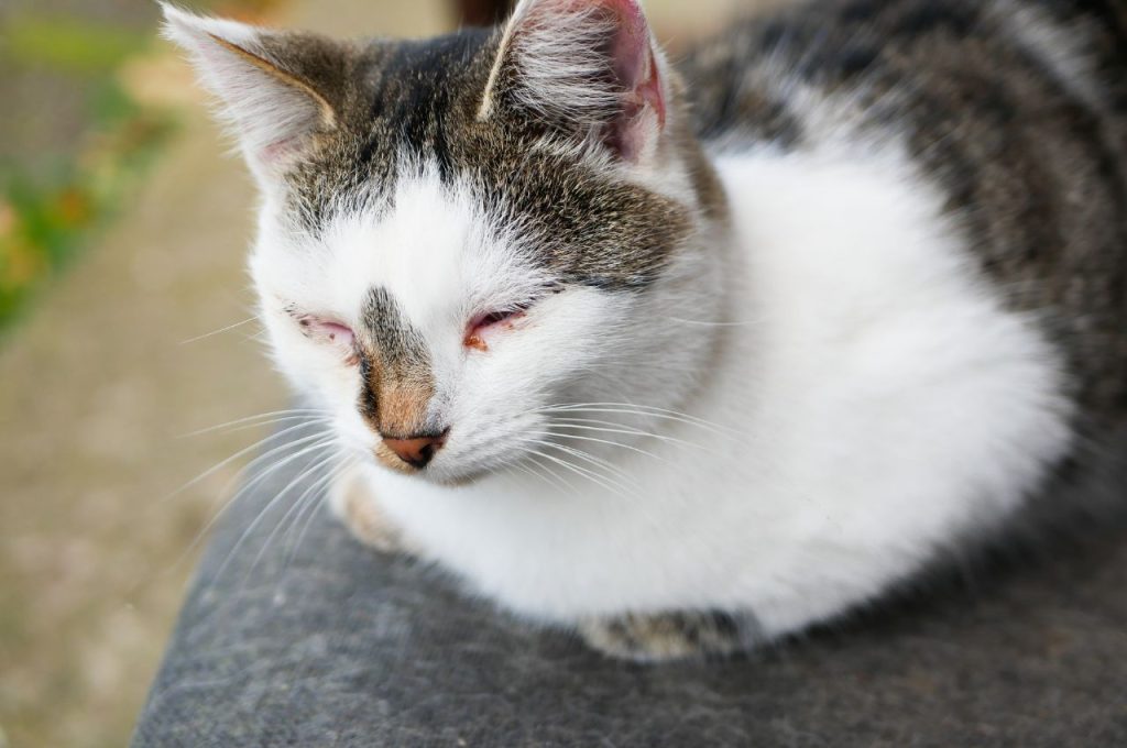 Soft or liquid diets for sick cats