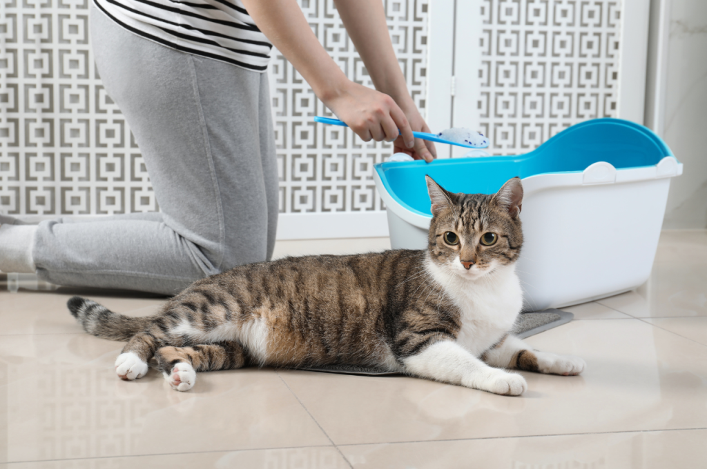 Ensuring cat mental and physical health