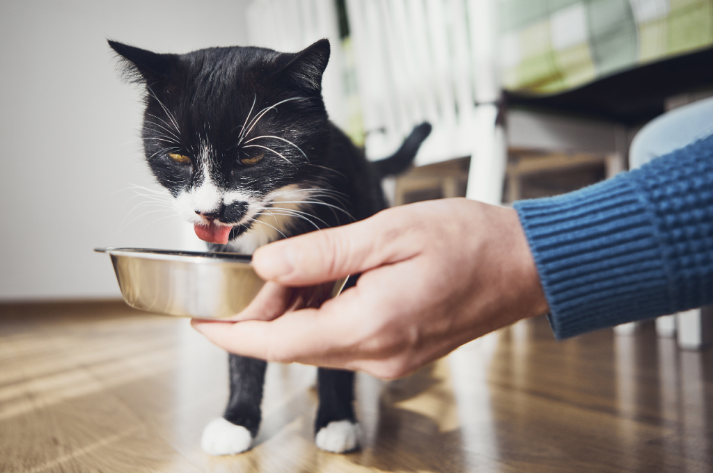 Cat favorite things