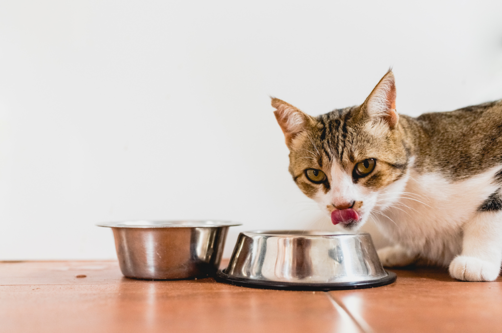 Feeding cats rice
