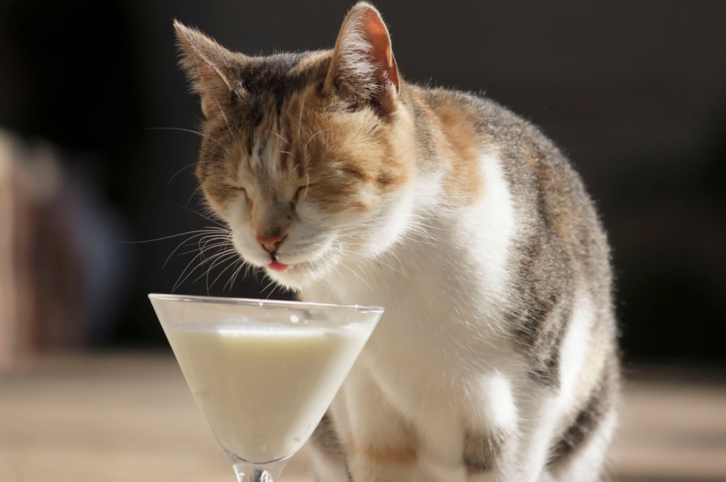 Milk alternatives for cats