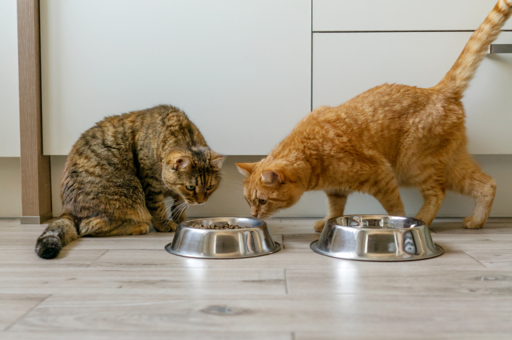 Cat's favorite meal choices