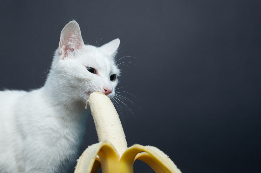 Health benefits of bananas for cats