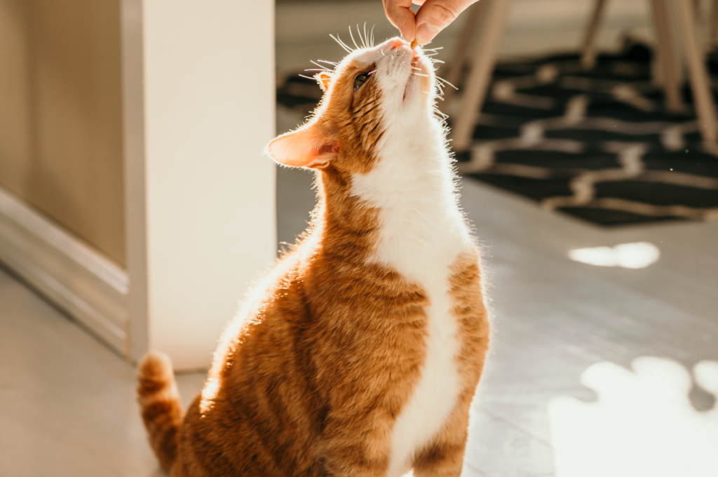 Feline diet