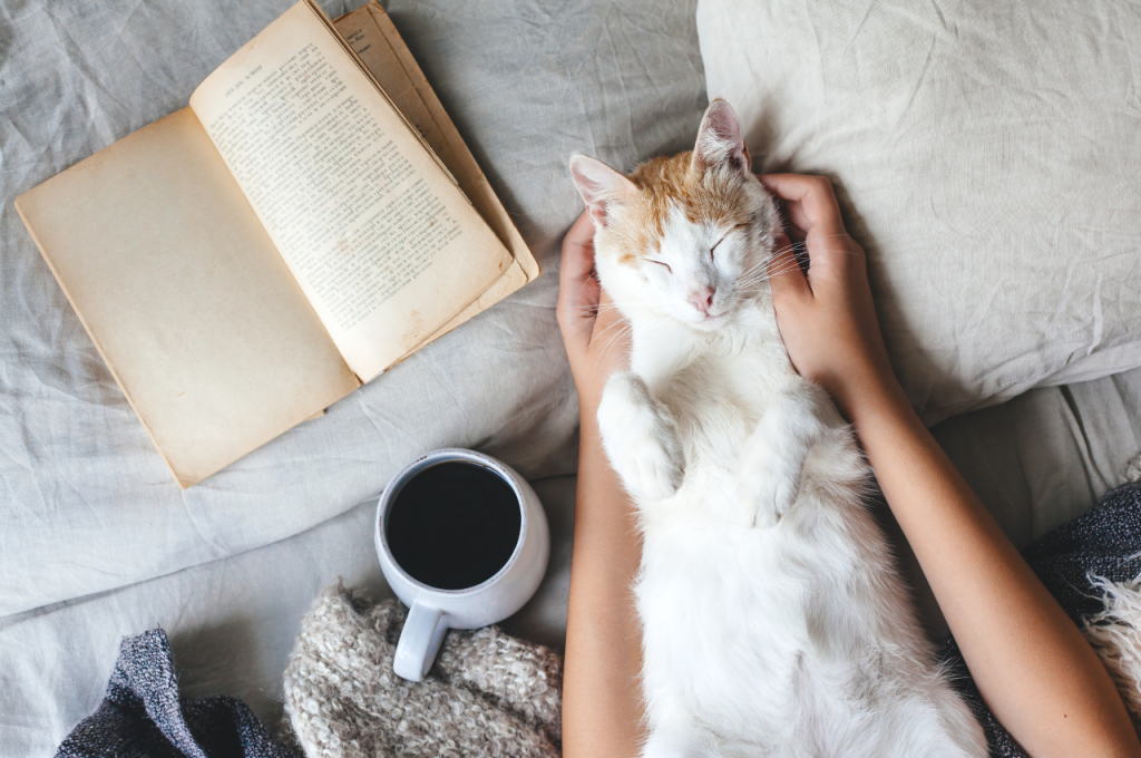 Herbal tea for cats