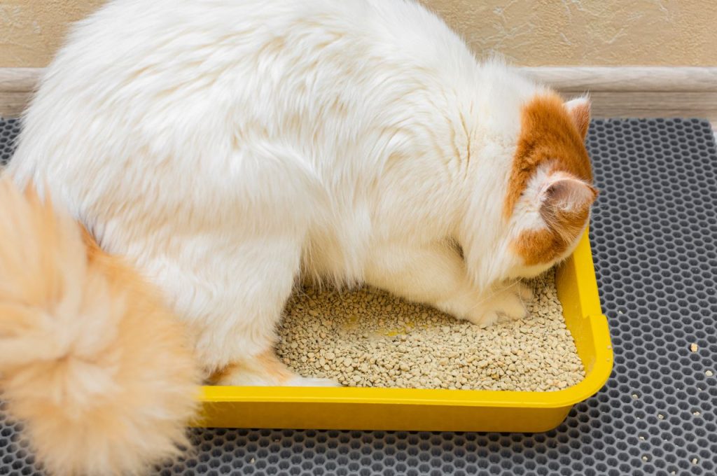 Establishing litter box routines for older cats