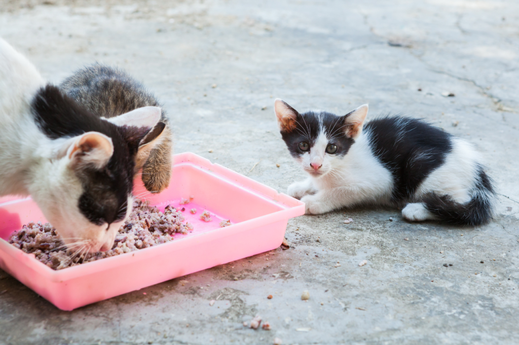 Cat diet alternatives to rice