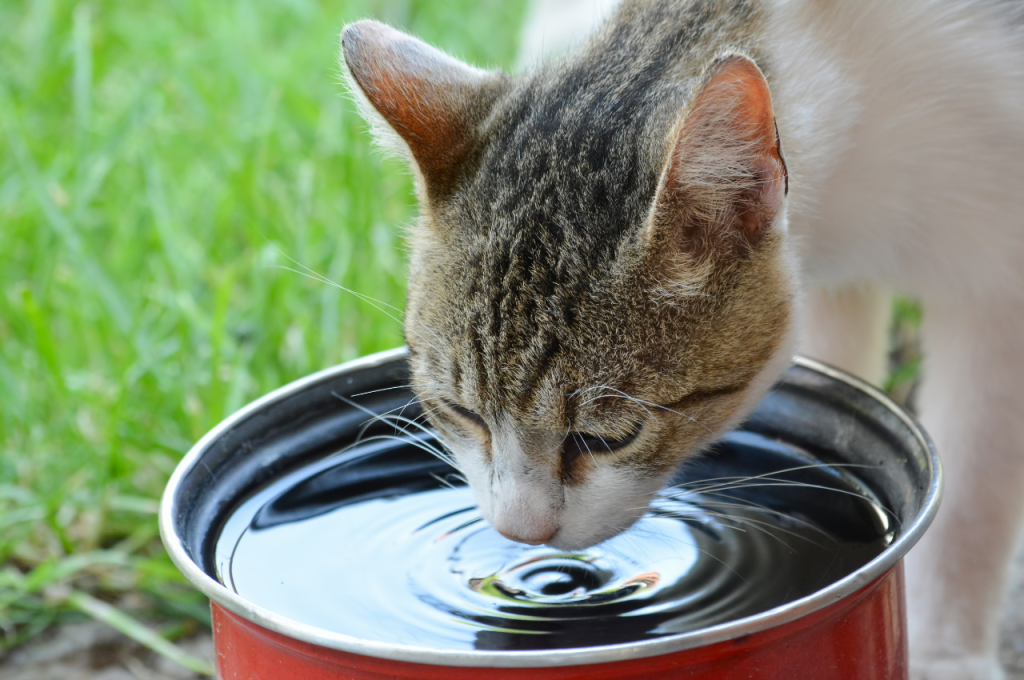 Cat hydration preferences