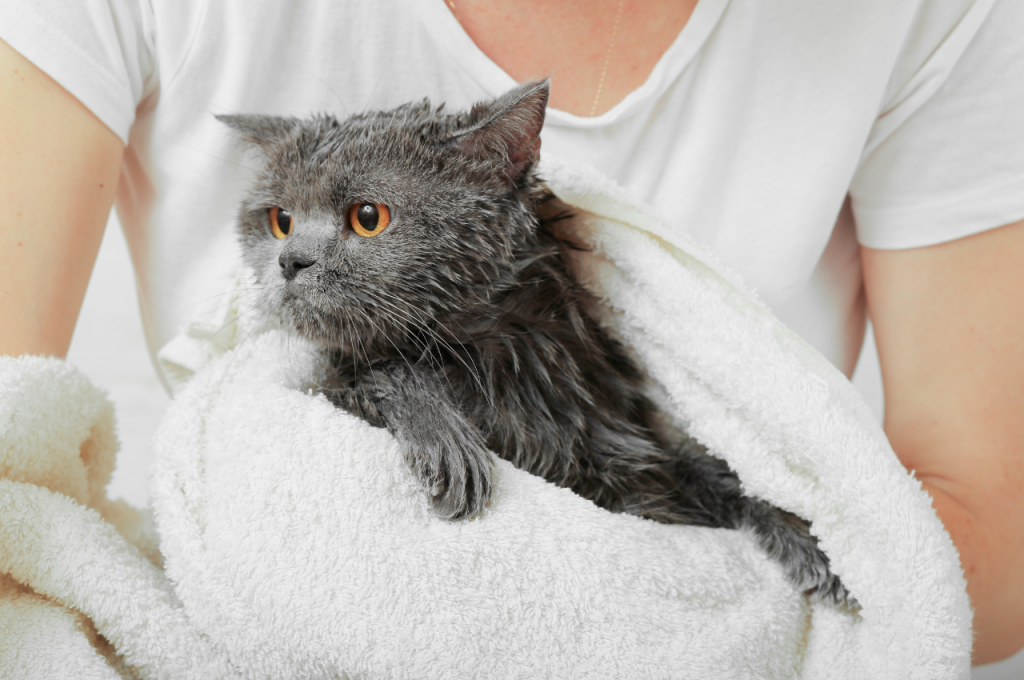 Cleaning up cat fur at home