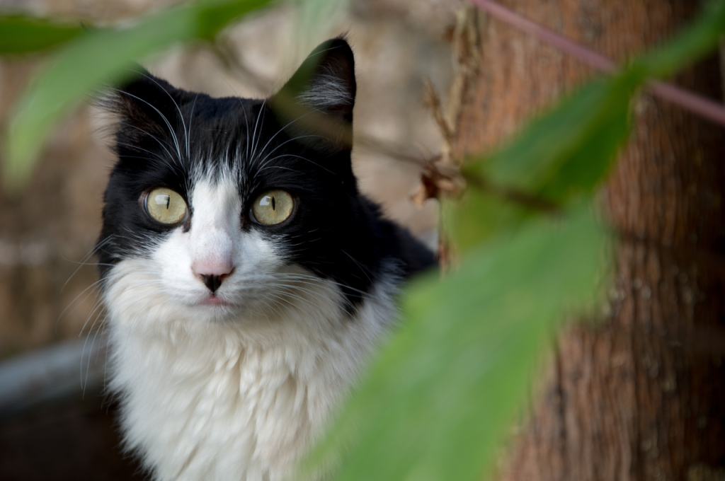 Understanding cat-human interaction