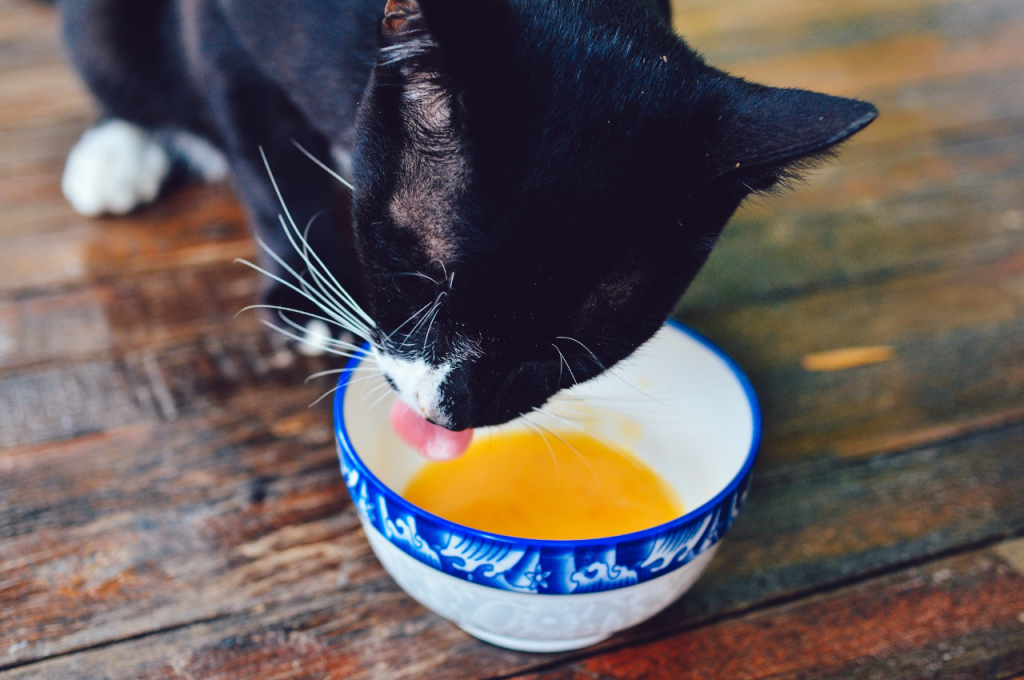 Feeding cats eggs daily: Is it advisable?
