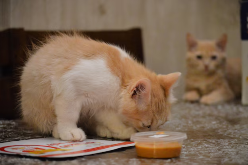 Cats and honey consumption