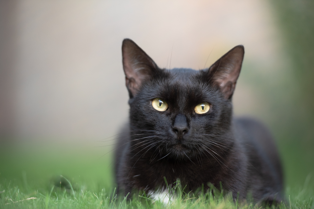 superstitions surrounding black cats