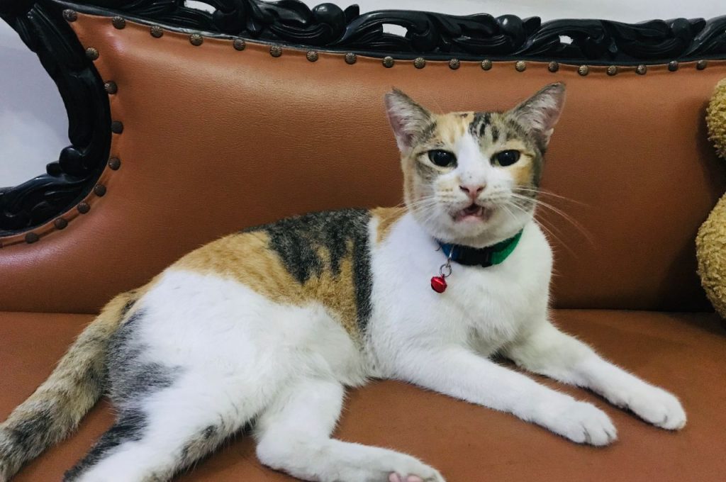 Cat language and communication