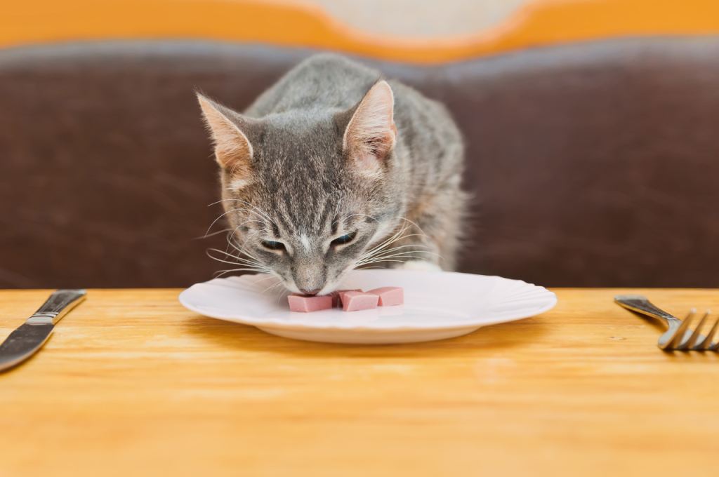 Toxic foods for cats