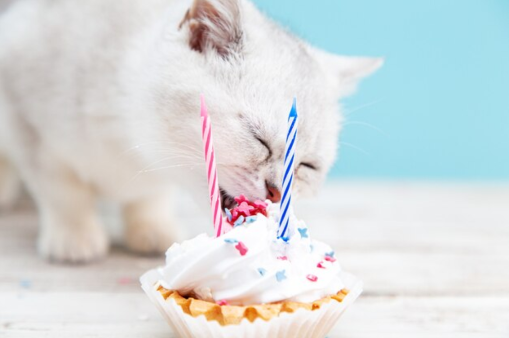 Risks of feeding cats sugar