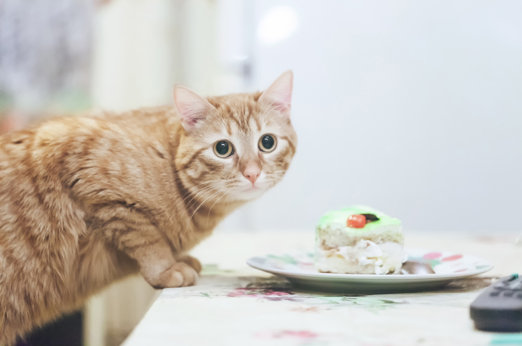 Cats and human desserts