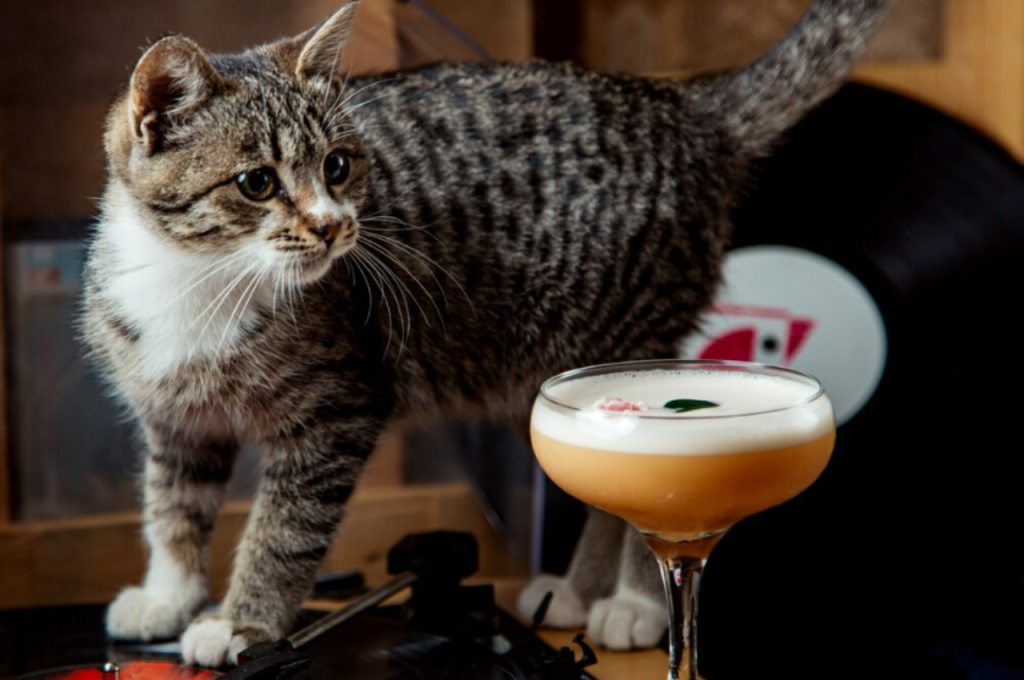Liquids hazardous to cats