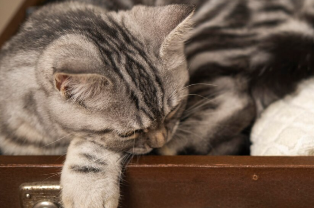 Dangers of cats consuming alcohol