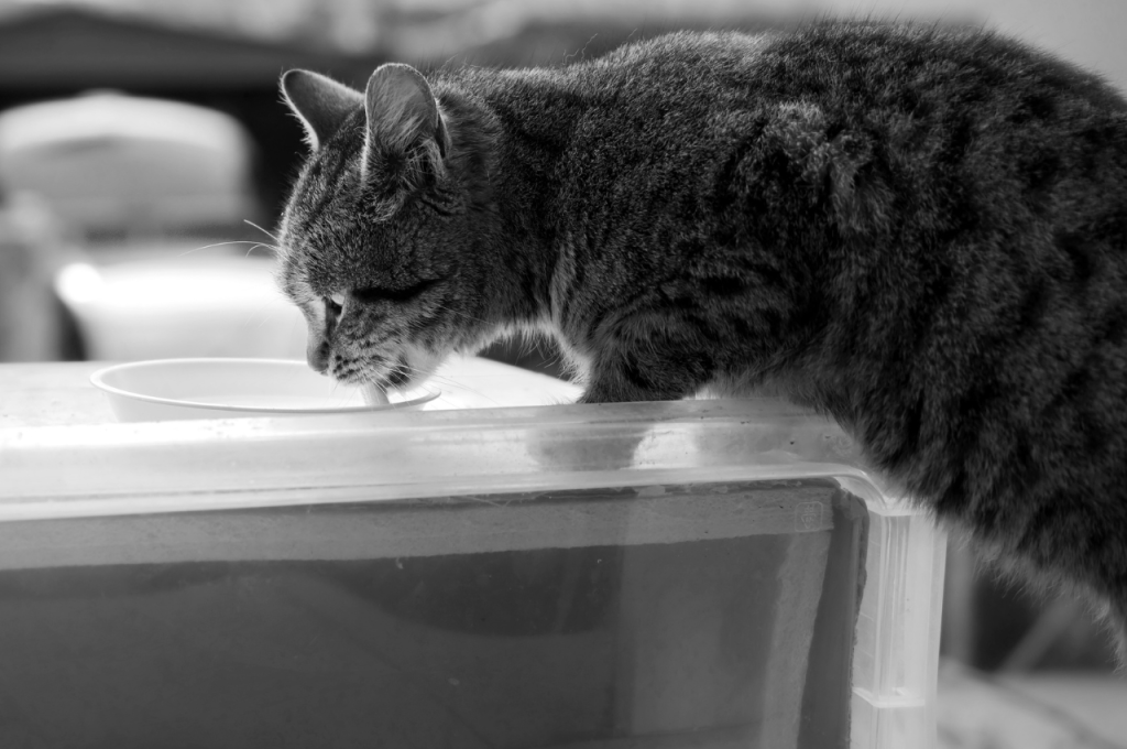 Cat-safe beverages