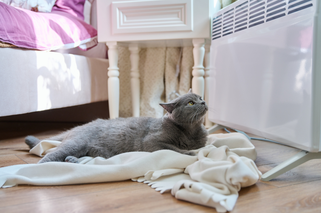 Cats and extreme heat