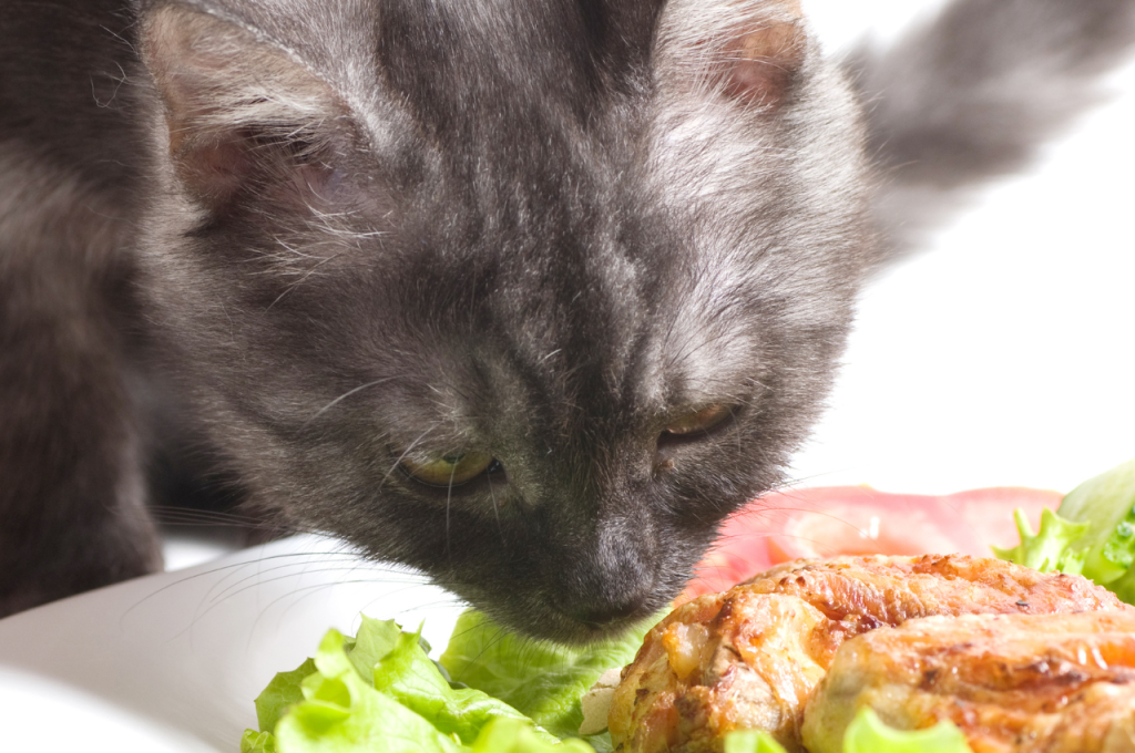 Feeding chicken to cats