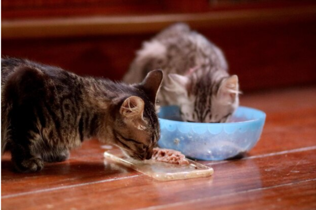 Chicken as a daily diet for cats