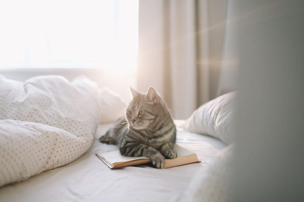 Factors affecting cat lifespan