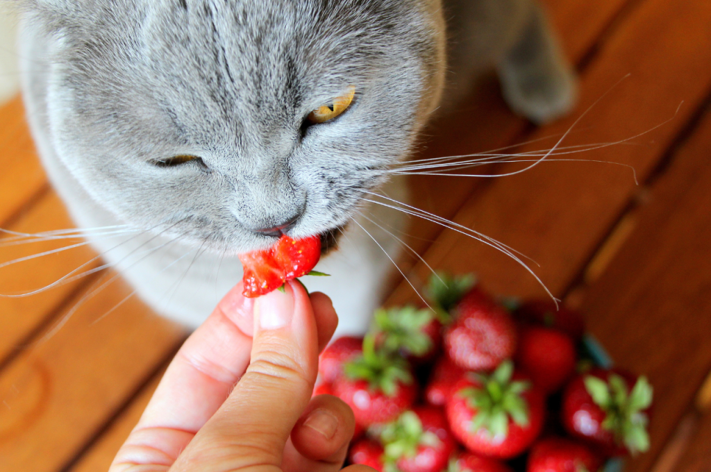 Best fruits for cats