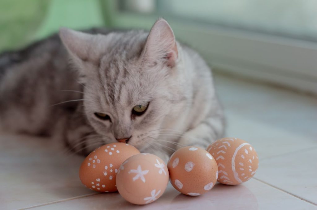 Nutritional benefits of eggs for cats
