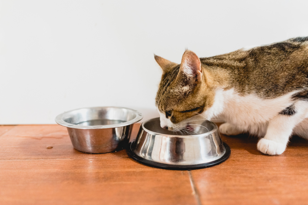 Vegetables suitable for cats