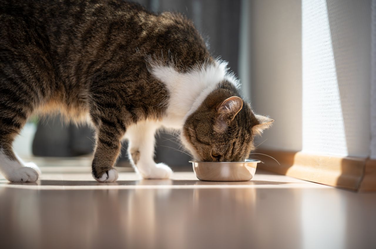 Weight management cat food options