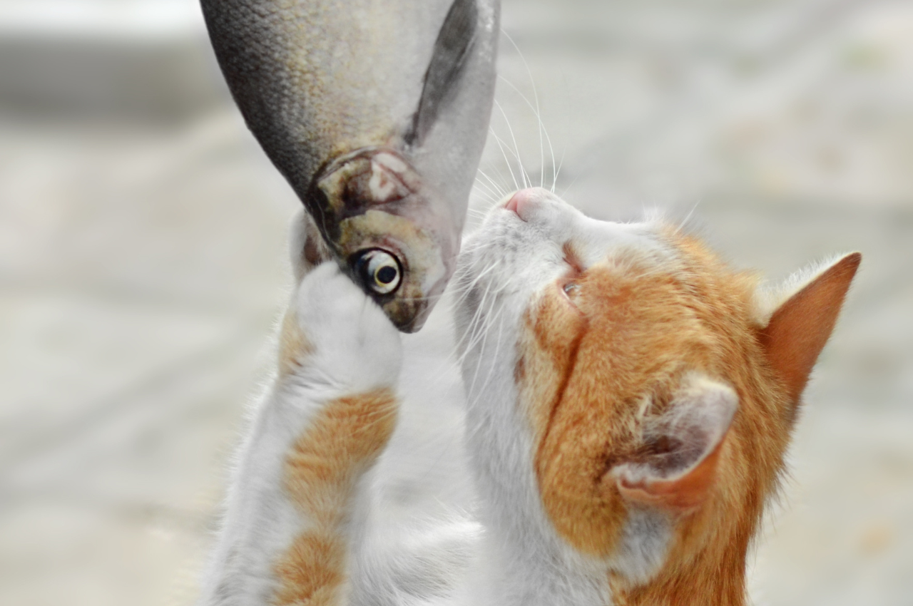 why does my cat breath smell like fish