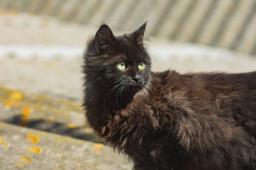 Outdoor search methods for lost cats