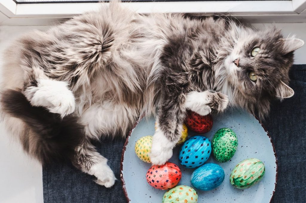 Protein sources for cats