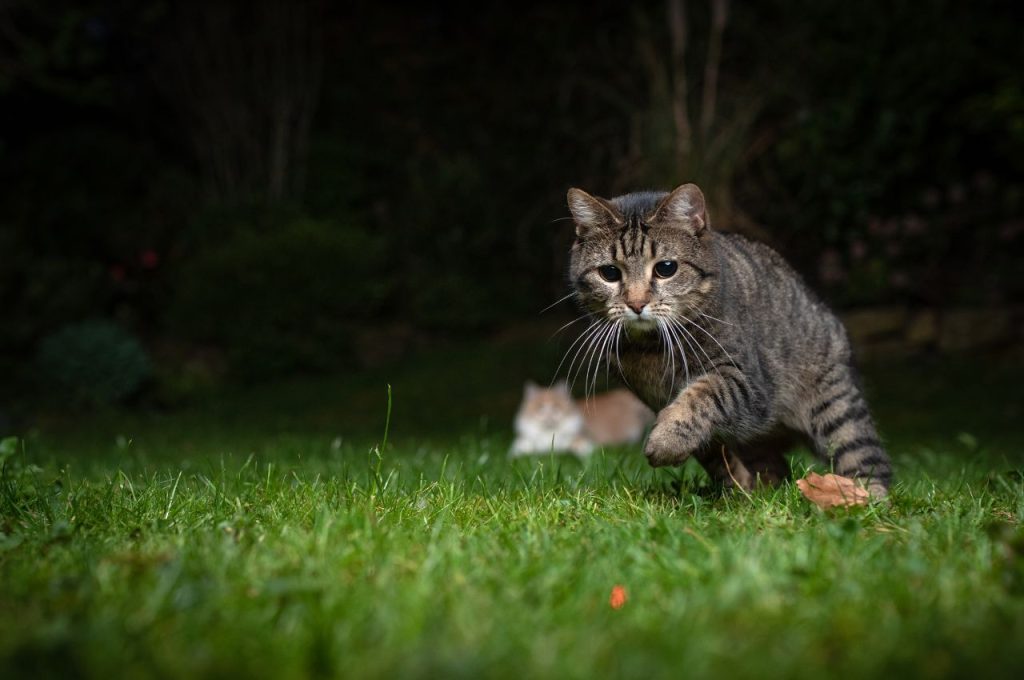 Community efforts to find lost cats at night