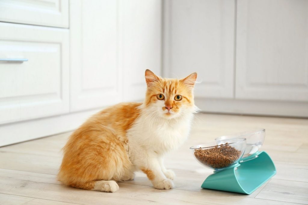 High-protein cat food for weight loss