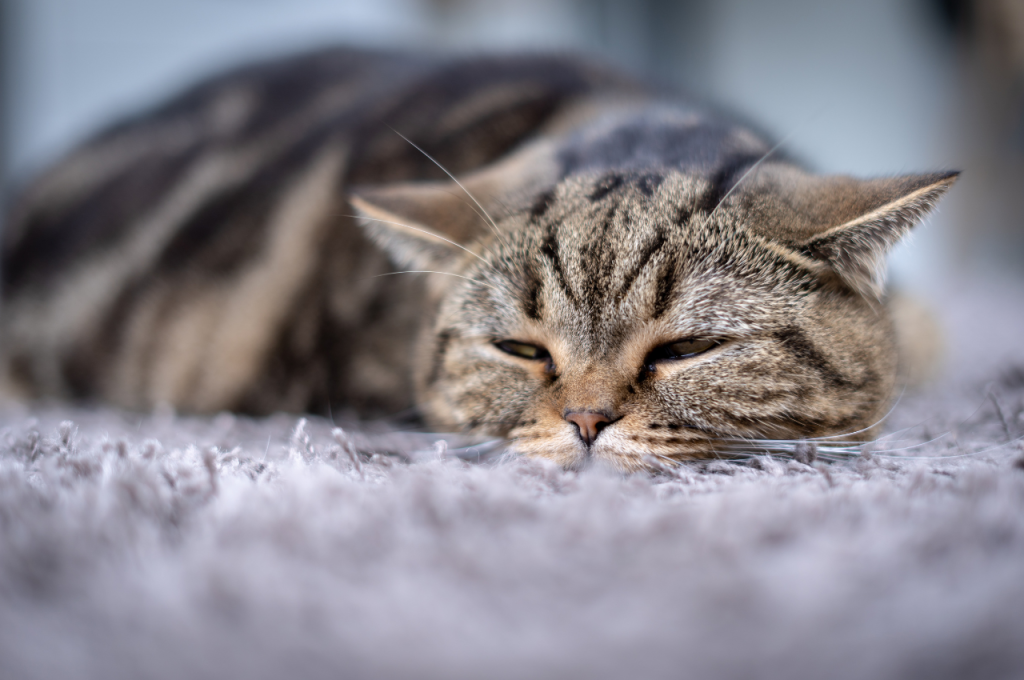 Transmissible diseases from humans to cats