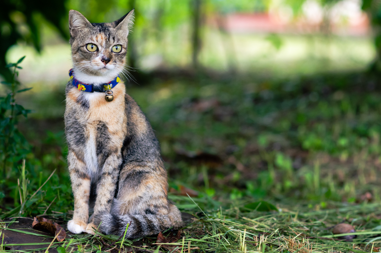 Outdoor training for cats