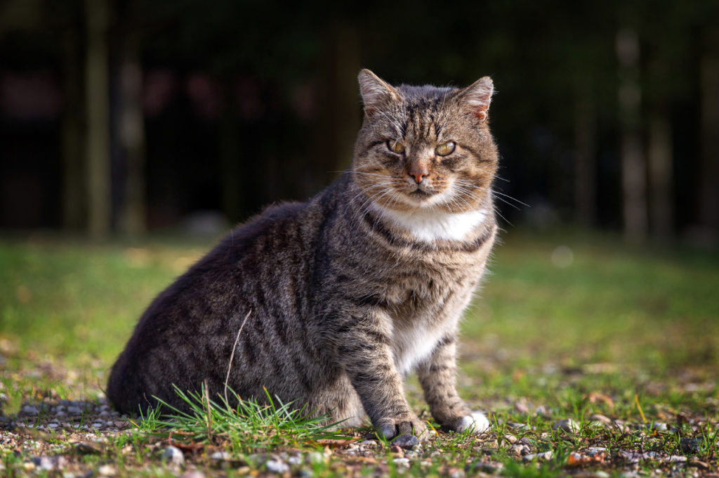 Positive reinforcement for nighttime cat behavior