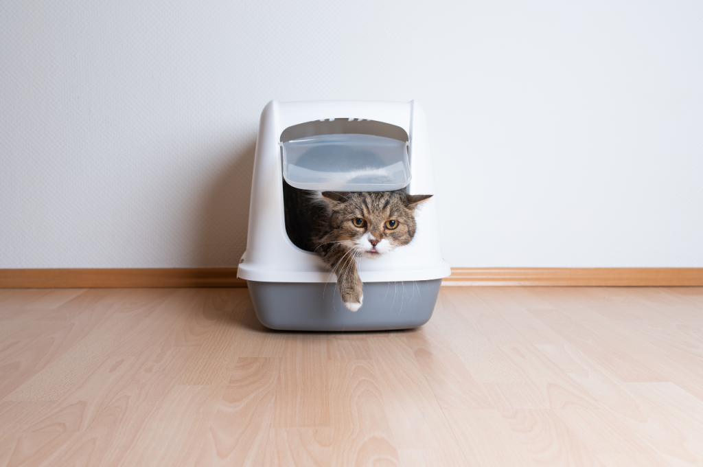 Cat litter box behavior